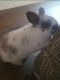 Dwarf Rabbit Rabbits for sale in Smithfield, NC 27577, USA. price: $30