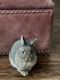 Dwarf Rabbit Rabbits for sale in Houston, TX, USA. price: $100