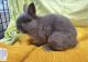 Dwarf Rabbit Rabbits for sale in Woodland Hills, Los Angeles, CA, USA. price: $300