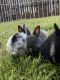 Dwarf Rabbit Rabbits for sale in Frisco, TX 75033, USA. price: $50