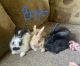 Dwarf Rabbit Rabbits for sale in Wooster, OH 44691, USA. price: NA