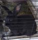 Dwarf Rabbit Rabbits for sale in Kyle, TX, USA. price: NA