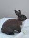 Dwarf Rabbit Rabbits for sale in Pensacola, FL, USA. price: NA