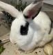 Dwarf Rabbit Rabbits for sale in Anaheim, California. price: $55