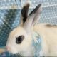 Dwarf Rabbit Rabbits for sale in Anaheim, California. price: $45