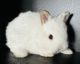 Dwarf Rabbit Rabbits