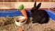Dwarf Rabbit Rabbits for sale in Cincinnati, OH, USA. price: $95