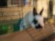 Dwarf Rabbit Rabbits for sale in Shields, Thomas Township, MI 48609, USA. price: NA