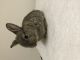 Dwarf Rabbit Rabbits for sale in Levittown, PA 19056, USA. price: NA