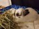 Dwarf Rabbit Rabbits for sale in Palm Springs, CA, USA. price: NA