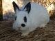 Dwarf Rabbit Rabbits for sale in Fremont, MI, USA. price: NA