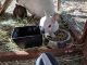 Dwarf Rabbit Rabbits for sale in Hesperia, CA, USA. price: NA