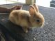 Dwarf Rabbit Rabbits for sale in Loxahatchee, FL 33470, USA. price: NA