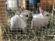 Dwarf Rabbit Rabbits for sale in Baldwin Park, CA, USA. price: NA