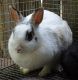 Dwarf Rabbit Rabbits for sale in Orlando, FL, USA. price: NA