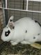 Dwarf Rabbit Rabbits for sale in Somonauk, IL, USA. price: NA
