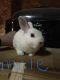 Dwarf Rabbit Rabbits for sale in Shoemakersville, PA, USA. price: NA