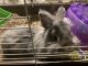 Dwarf Rabbit Rabbits for sale in Marengo, IL 60152, USA. price: NA