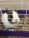 Dwarf Rabbit Rabbits for sale in 2606 Eastwood Ln, Round Rock, TX 78664, USA. price: $350