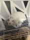 Dwarf Rabbit Rabbits for sale in Derry, NH 03038, USA. price: NA