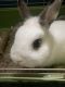 Dwarf Rabbit Rabbits for sale in Warrington, PA 18976, USA. price: NA