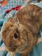 Dwarf Rabbit Rabbits for sale in 13508 Haslet Ct, Haslet, TX 76052, USA. price: NA