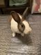 Dwarf Rabbit Rabbits for sale in DeKalb, IL, USA. price: NA