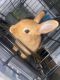Dwarf Rabbit Rabbits for sale in Williamsburg, VA, USA. price: $60