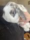 Dwarf Rabbit Rabbits for sale in Boise, ID 83706, USA. price: $65