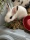 Dwarf Rabbit Rabbits for sale in Dudley, MA 01571, USA. price: $160