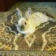 Dwarf Rabbit Rabbits for sale in Schererville, IN, USA. price: NA