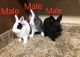 Dwarf Rabbit Rabbits for sale in Horn Lake, MS, USA. price: $75