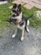East European Shepherd Puppies for sale in Mt Pocono, PA 18344, USA. price: NA