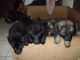 East European Shepherd Puppies for sale in Southfield, MI, USA. price: NA