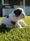 East European Shepherd Puppies for sale in New York, NY, USA. price: $400