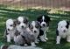 East European Shepherd Puppies for sale in Las Vegas, NV, USA. price: NA