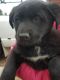 East European Shepherd Puppies for sale in Ohio Dr, Grove City, OH 43123, USA. price: $250
