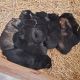 East German Shepherd Puppies for sale in Racine, OH 45771, USA. price: NA