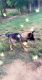 East German Shepherd Puppies for sale in Nokesville, VA 20181, USA. price: $800