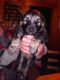East German Shepherd Puppies for sale in Wisconsin Rapids, WI, USA. price: $200