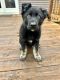 East German Shepherd Puppies for sale in Crown Point, IN 46307, USA. price: $750