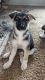 East German Shepherd Puppies for sale in Clearlake Oaks, California. price: $100