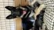 East German Shepherd Puppies for sale in Daytona Beach, FL, USA. price: $750