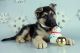 East German Shepherd Puppies for sale in New York, NY, USA. price: NA