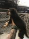 East German Shepherd Puppies for sale in Corona, CA, USA. price: $850
