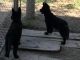 East German Shepherd Puppies for sale in Cleveland, MS 38732, USA. price: NA