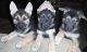 East German Shepherd Puppies for sale in Whitehall, OH, USA. price: NA