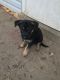 East German Shepherd Puppies for sale in Louisville, KY, USA. price: NA
