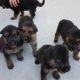 East German Shepherd Puppies for sale in Oildale, CA 93308, USA. price: $1,300