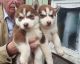 East Siberian Laika Puppies